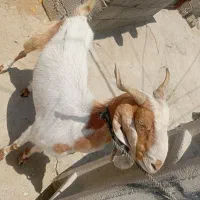 بز شیری.