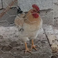 خروس محلی پر آتشین