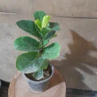 فروش پک پنج عددی فیکوس  لیراتا التیسما سبز ویژه