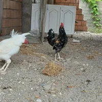 خروس گلین ۷ ماهه