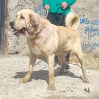 سگ عراقی