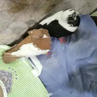کبوتر پنگوئنی و جوجه طوقی قره سرخ و سیاه کرمومی