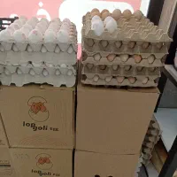 تخم مرغ رسمی و غیر رسمی