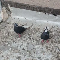 جفت اشعل