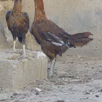 ۲عدد بوقلمون ماده و ۴عدد مرغ لاری