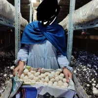 فروش فوری قفسه،پرورش قارچ