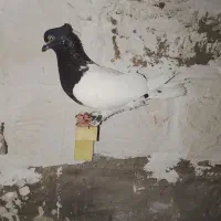 کفتر بهبهانی ورنگی