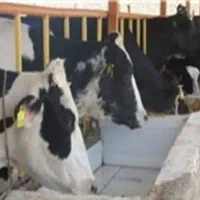 وسط کاری گاوداری
