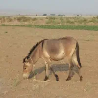 قاطر یکساله ماده گلگی
