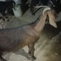 بز کشتار و داشت
