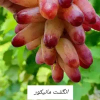 نهال ریشه لخت و گلدانی انگور موندراپ و اتم باضمانت