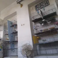 جوجه سرلاکی سهره قناری