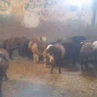 بره نر