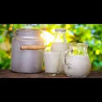 شیر گاو|خوردنی و آشامیدنی|جعفرآباد, |دیوار