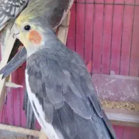 عروس هلندی چهارماهه