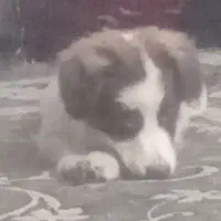 سگ ۴ماه شناسنامه دار واکسن خورده