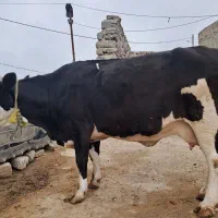 گاو