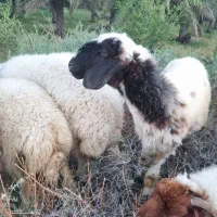 گوسفند عراقی اصل