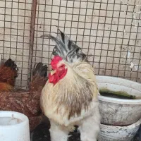 مرغ خروس