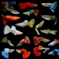 بچه گوپی سنگاپوری وارداتی
