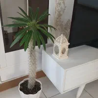 نخل ماداگاسکار،سانسوریا ابلق