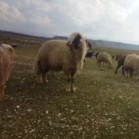 قوچ‌سنجابی‌اصیل‌سه‌سال