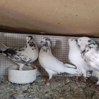 کبوتر|پرنده|بروجن, |دیوار