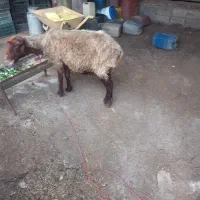 گوسفند