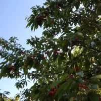 کپر گل و شیره توت