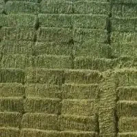 یونجه