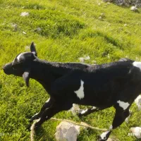 گاو با گوساله نر