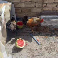 مرغ خروس