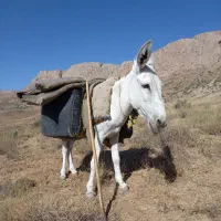 خرگله|حیوانات مزرعه|گلبهار, نوبهار|دیوار