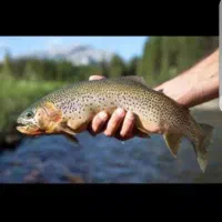 فروش ماهی قزل الا پاک شده