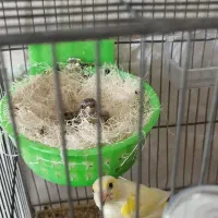 جوجه سهره قناری ابلغ نر سرلاکی