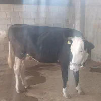 فروش گاو شیری