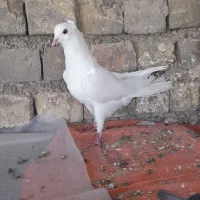 کبوتره دمگیر ۱۴عدوبحر و دولا بیشترشون گلین هستن