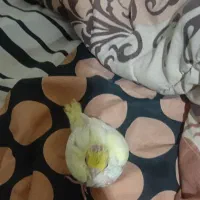 جوجه عروس هلندی