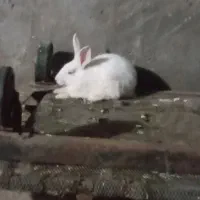 خرگوش