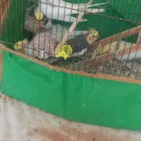 عروس هلندی باهم بفروش میرسد