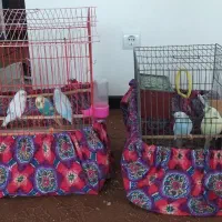 مرغ عشق