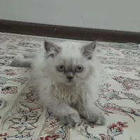 ۱جفت بچه گربه نر و ماده ۳ماهه|گربه|یزد, |دیوار