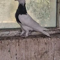 کفتر طوقی سیاه