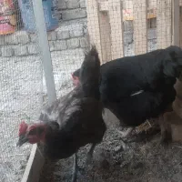 مرغ بومی تخم گذار