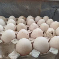 فروش تخم‌اردک‌وبوقلمون ‌نطفه‌دار‌
