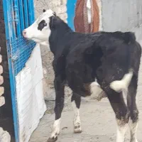 گوساله ماده سیمینتال