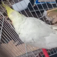 عروس هلندی نر