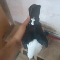 کفتر|پرنده|نیشابور, شهرک رضوی|دیوار