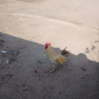 یک عدد خروس محلی