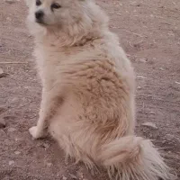 سگ ماده پامر ۲سال سن